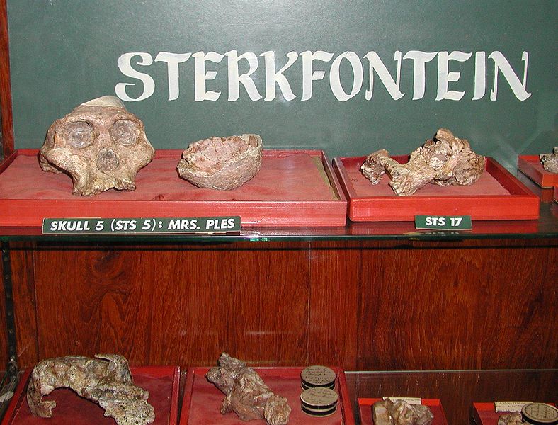 Die Überreste von Mrs. Ples in Sterkfontain (c) John Walker